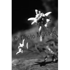 Edelweiss